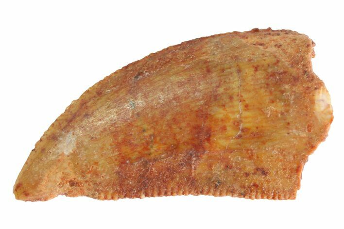 Serrated, Raptor Tooth - Real Dinosaur Tooth #333295